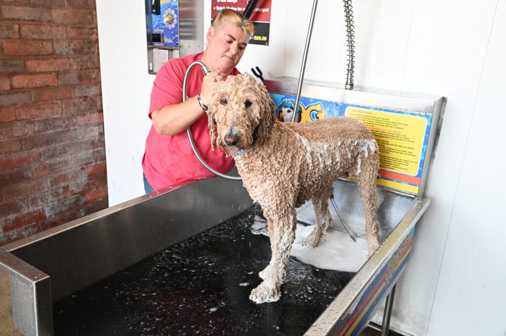 self serve dog wash lather